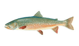 Top Targeted Fish Species