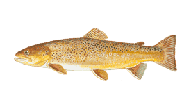 Top Targeted Fish Species