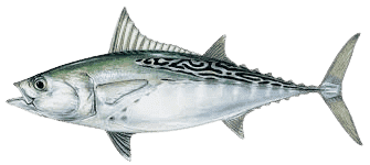 Top Targeted Fish Species