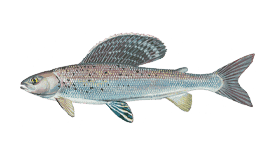Top Targeted Fish Species