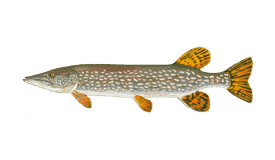 Top Targeted Fish Species