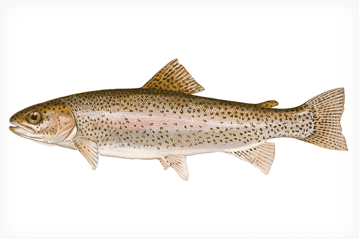 Top Targeted Fish Species