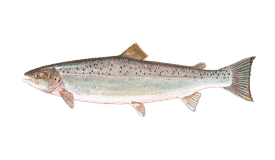 Top Targeted Fish Species