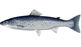 Top Targeted Fish Species