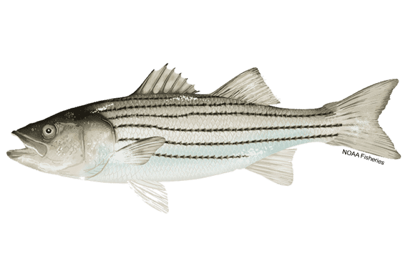 Top Targeted Fish Species