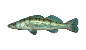 Top Targeted Fish Species