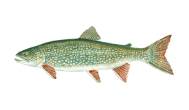 Top Targeted Fish Species