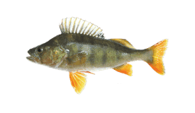 Top Targeted Fish Species